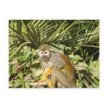 Male squirrel monkey postcards