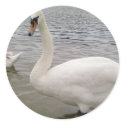 Male Swan Bird stickers