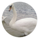 Male Swan Bird stickers