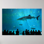Male Whale Shark at Georgia Aquarium Posters