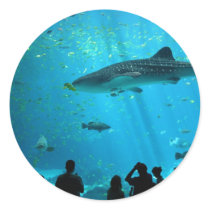 Male Whale Shark at Georgia Aquarium Stickers