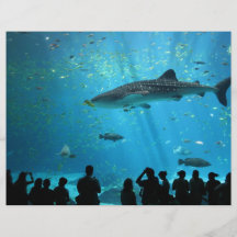 Male Whale Shark Full Color Flyer