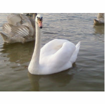 Male White Swan With Young Swans Photo Cut Out