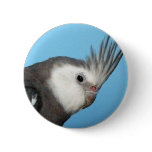 Male Whiteface Cockatiel buttons