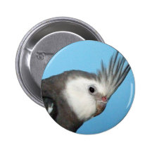 Male Whiteface Cockatiel Pin