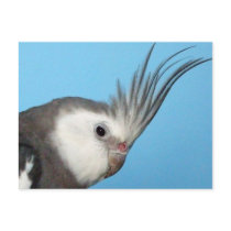 Male Whiteface Cockatiel