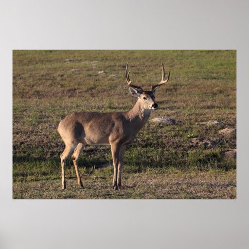 Male Whitetail Deer Posters