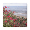 Malibu magnets