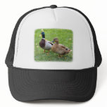 Mallard 8M4D-24 hats