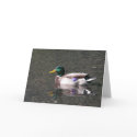 Mallard cards