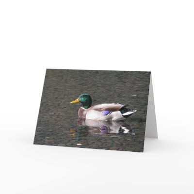 Mallard Greeting Cards by KiraDott