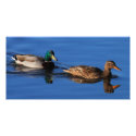 Mallard Couple photo cards