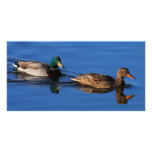 Mallard Couple photo cards
