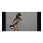 Mallard Digital Oil Painting photo cards