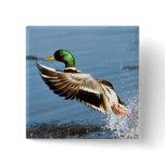Mallard Drake Duck buttons
