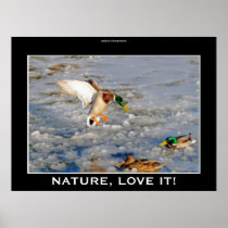 Mallard Drake Duck Landing Art Poster
