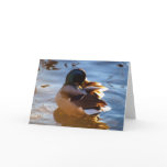 MALLARD DRAKE DUCK Wildlife Photo Greeting Card