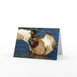 MALLARD DRAKE DUCK Wildlife Photo Greeting Card