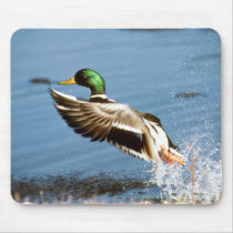 Mallard Drake Mouse Pad
