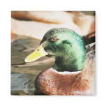 Mallard Drake Square Magnet