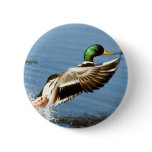 Mallard Drake Takes Flight buttons