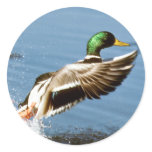 Mallard Drake Takes Flight stickers