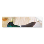 Mallard Duck Bumper Sticker bumper stickers