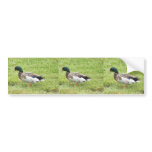 Mallard duck