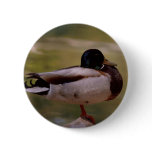 Mallard Duck buttons