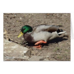 Mallard Duck cards