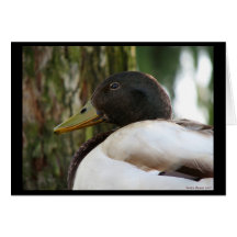 Mallard Duck Cards