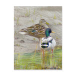 Mallard Duck Coloured Pencil Drawing postcards