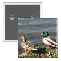 Mallard duck couple button