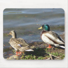 Mallard duck couple mousepad