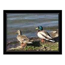 Mallard duck couple postcard