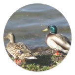 Mallard duck couple stickers