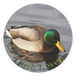 Mallard Duck Drake Bird Wildlife Sticker