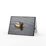 MALLARD DUCK Drinking Wildlife Photo Greeting Card