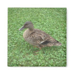 Mallard Duck Female Photo magnets