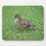 Mallard Duck Female Photo mousepads