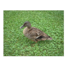 Mallard Duck Female Photo Post Card