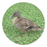 Mallard Duck Female Photo stickers