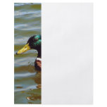 Mallard Duck flyers