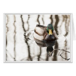 Mallard Duck Greeting Card