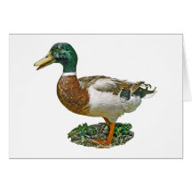 Mallard Duck Greeting Card