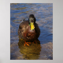 Mallard Duck II Posters