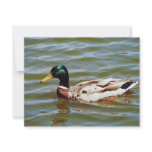 Mallard Duck invitations