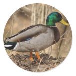 MALLARD DUCK Label stickers