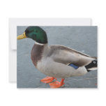 Mallard Duck Looking Ahead invitations