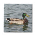 Mallard Duck magnets